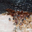 Pest-Away Exterminators Inc - Pest Control Services