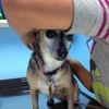 Black Mountain Animal Hospital | Your San Diego Veterinarian gallery