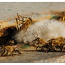 The A Team & The Bee Team - Bee Control & Removal Service