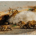 AA Native Wildlife Removal, Bee Removal & Pest Removal