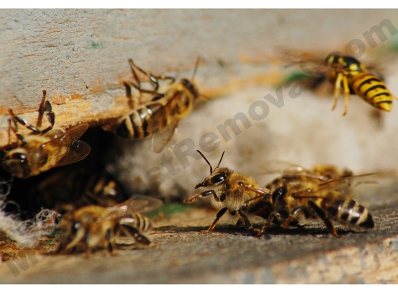 AA Native Wildlife Removal, Bee Removal & Pest Removal - Miami, FL