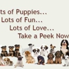 Petland Davie gallery