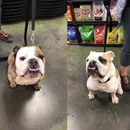 Ma & Paws Pet Supply Co. - Pet Services