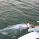 Islamorada Fishing Guide Captain Ted Wilson