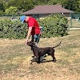 Dog Gone It K9