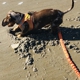 Coastal K9 Academy