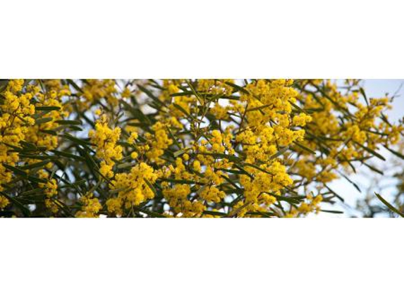 McKindlays Riverine Nursery - Moama, NSW