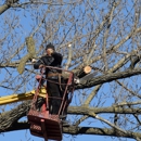 North Shore Tree Service - Tree Service