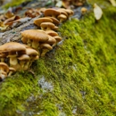 Natural Bridge State Park - Parks