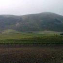 Schug Carneros Estate Winery - Real Estate Management