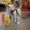 Canine Scent Inspections gallery