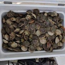 Homosassa Fishing Charters - Fishing Charters & Parties