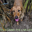 Hunters Creek Retrievers - Pet Training