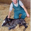 Tidewater Equine Clinic gallery