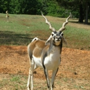 Cherokee Trace Drive-Thru Safari - Parks