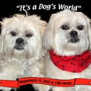 Dog's World Grooming Salon - Pet Grooming