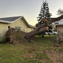 Tree Squad Experts - Tree Service