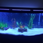 Ray Aqua Scaping