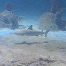Branson's Wild World - Parks