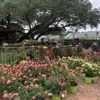 Rosehill Palms Landscaping and Garden Center gallery