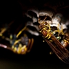 LOCAL Bug Guy gallery