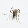 Bug Off Pest Control gallery