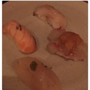 Domodomo - Sushi Bars