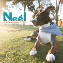 Neel Veterinary & Emergency Hospital - Veterinarian Emergency Services