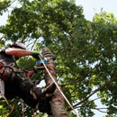 Rod's Tree Services - Tree Service