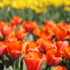 Texas-Tulips