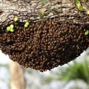 AA-Beekeeper | Live Bee Removal - Bee Control & Removal Service