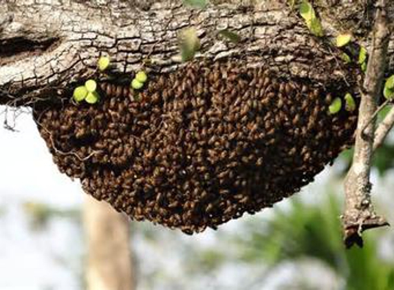AA-Beekeeper | Live Bee Removal - San Marcos, CA