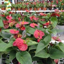 Lowe's Home Improvement - Home Centers