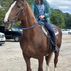 Forest View Farms
