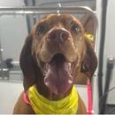 Kontota of Palm Beach, FL - Pet Grooming