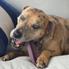 Pet Wants Palm Beach gallery