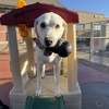 VCA Mountainview Animal Hospital & Pet Lodge gallery
