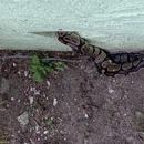 Critter Control of Citrus FL - Pest Control Services