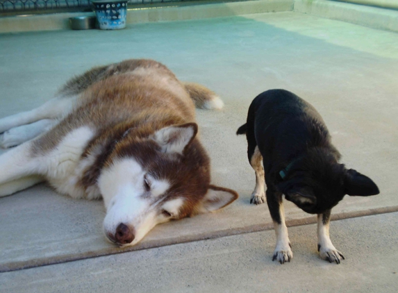 Maroochy Boarding Kennels - Maroochydore, QLD