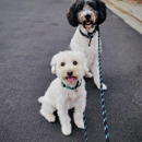 Fetch! Pet Care of Greater Toledo - Pet Services