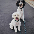 Fetch! Pet Care of Greater Toledo