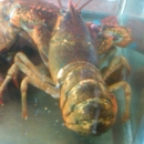 Fish - Seafood Restaurants