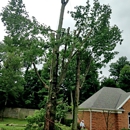 R M Tree & Stump Removal - Tree Service