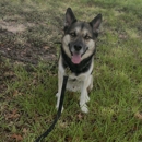 Dog Training Elite Huntsville - Pet Training