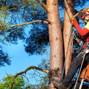 American Eagle Tree Service - Tree Service