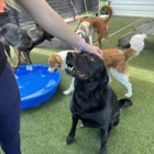 Quinntastic Dog Training