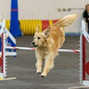 All FUR Fun Training and Event Center - Pet Training