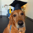 Dog Training Elite Greater Cleveland - Pet Training