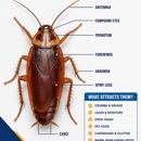 No To Bugs - Pest Control Services