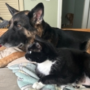 I Wuff You Dog Training and Coaching - Dog Training